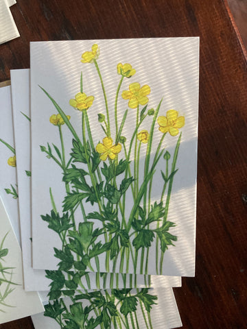 Kilcoe Studio Blank Notes -12 per pack