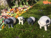 Wilbur the Pig by Ann Hayes
