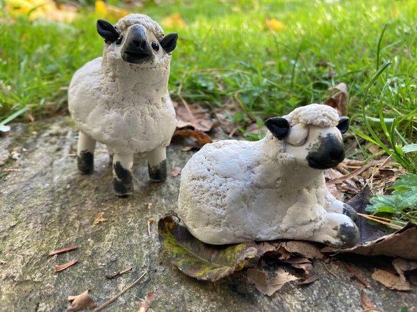 Baaaa - Walter the Woolly Sheep by Ann Hayes