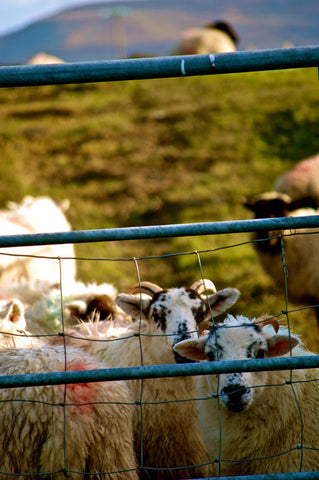 Wooly, Wooly in West Cork